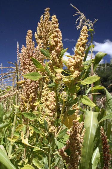 100 Organic PEPPERMINT QUINOA Grain Chenopodium Quinoa White & Green Heads - White Seeds